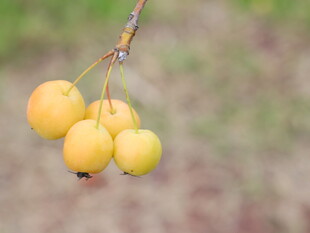 枝头黄果清新自然之景