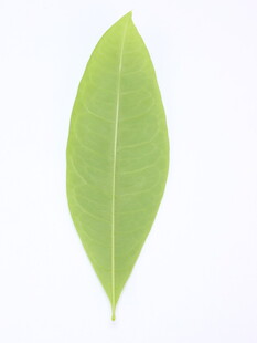 单片嫩绿叶片特写