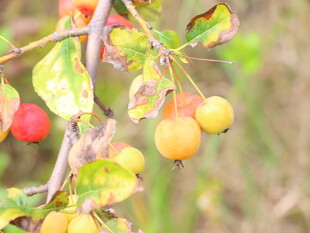 枝头挂着多彩小果子