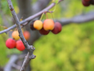枝头红果自然清新之景