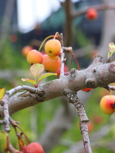 枝头硕果累累的诱人景象