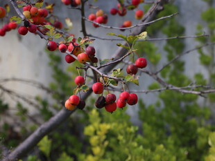 枝头红果与小鸟