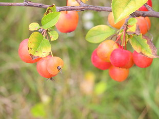 枝头红果尽显自然清新