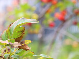 秋日枝头的斑斓绿叶