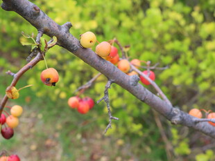枝头硕果累累的诱人果实