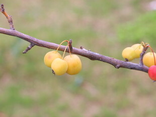 枝头黄果与红果