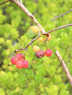 枝头红果挂绿叶间