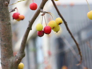 枝头红黄色果实