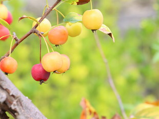 枝头多彩果实