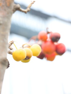 枝头挂着多彩柿子