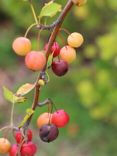 枝头多彩果实诱人