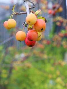 枝头的多彩诱人小果实