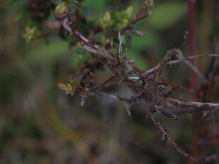 带刺植物枝干特写
