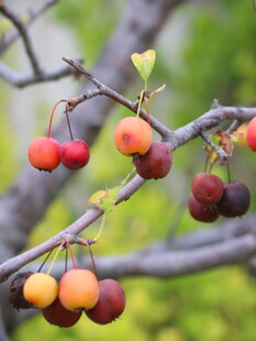 枝头多彩果实诱人