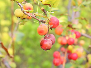 枝头红果秋日鲜果景象