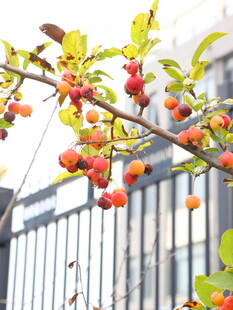 枝头红果伴鸟景