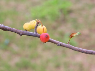 树枝上的红黄果实
