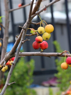 枝头硕果累累的多彩果实