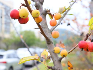 枝头硕果累累的柿子树