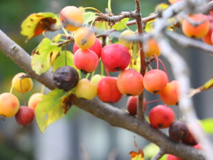 枝头硕果累累的多彩果实