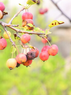 枝头红果挂秋意初显