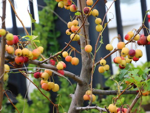 枝头挂满多彩诱人果实