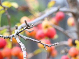 枝头红果秋日果实景致