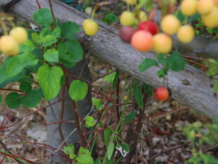 树枝上多彩果实与绿叶