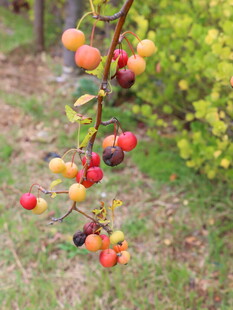 枝头多彩果实诱人