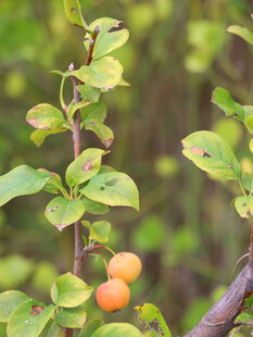 枝头挂着的橙黄小果