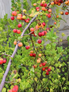 枝头硕果累累的鲜艳果实