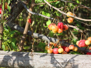 枝头硕果累累的诱人苹果