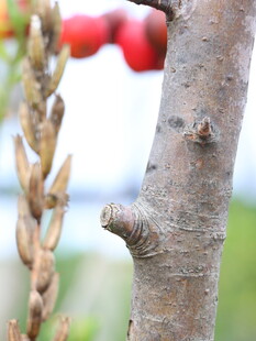 树干特写展现自然纹理