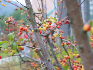 枝头硕果累累的鲜艳柿子
