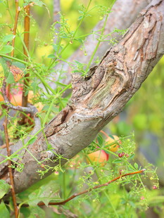 树干旁的绿色植物与果实