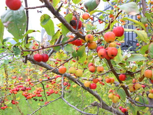 枝头硕果累累的红果子