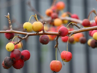 枝头多彩海棠果
