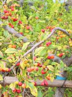 枝头红果绿叶相映成趣