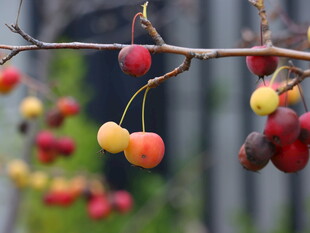 枝头多彩果实诱人