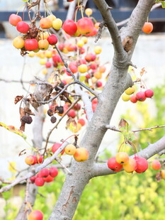 枝头红果秋意初显