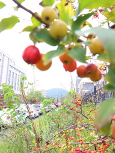 枝头硕果累累的诱人景象