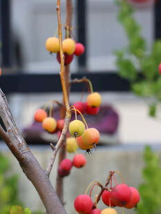 枝头红果黄果相映成趣