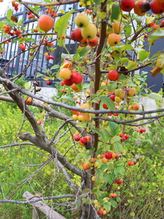 枝头硕果累累的苹果树