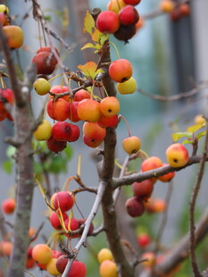 枝头累累的多彩小果实