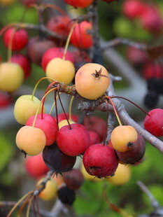 枝头多彩小果实