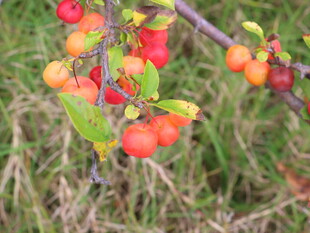 枝头硕果累累的鲜艳果实