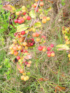 地上掉落的多彩苹果