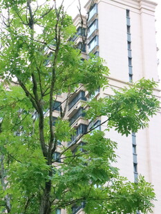 城市中绿树与建筑相映