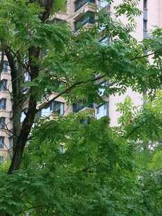 城市中繁茂的绿树景观