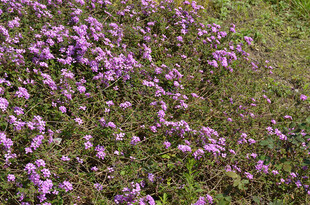 蔓马樱丹紫色花丛绽放于绿野